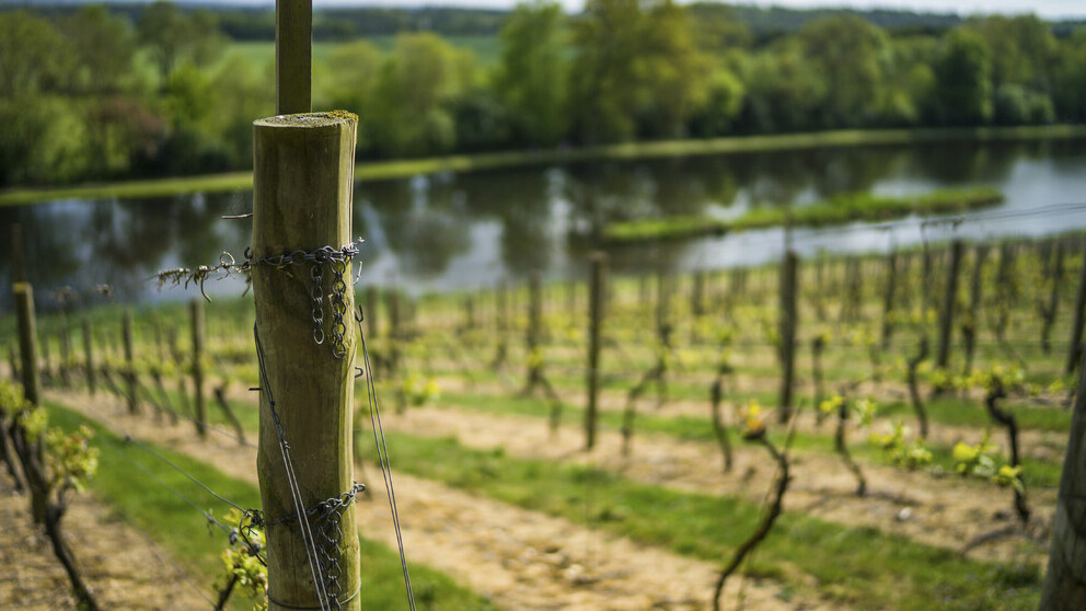 Attaches pour tenir les vignes