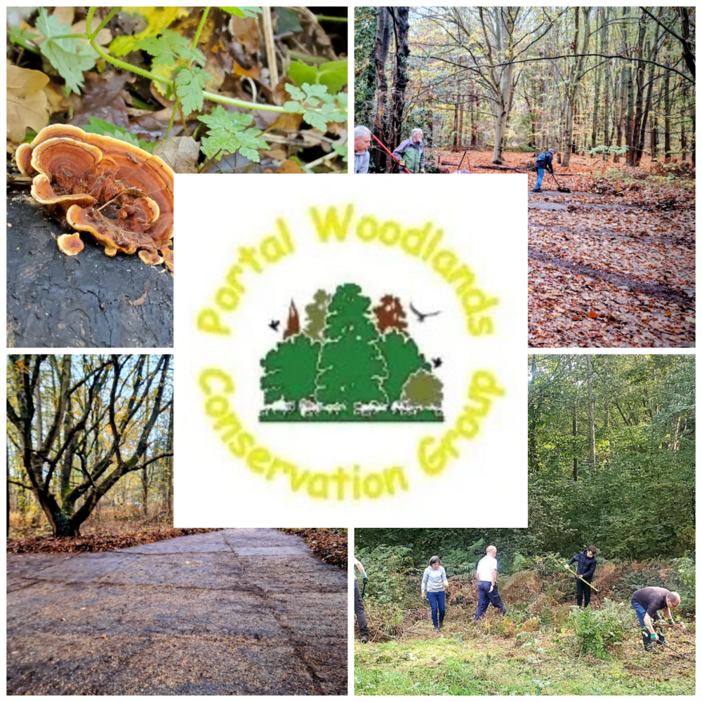 Collage of our Portal Woodlands Working Group