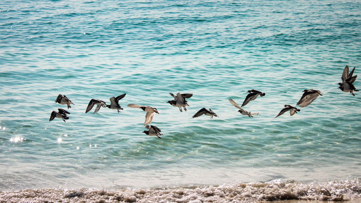 LAKSHADWEEP                   