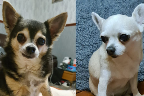 Pepsi and Poppy