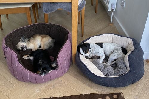 Bonnie and Basil