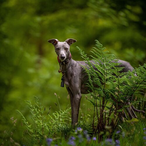 The Whippet Candle