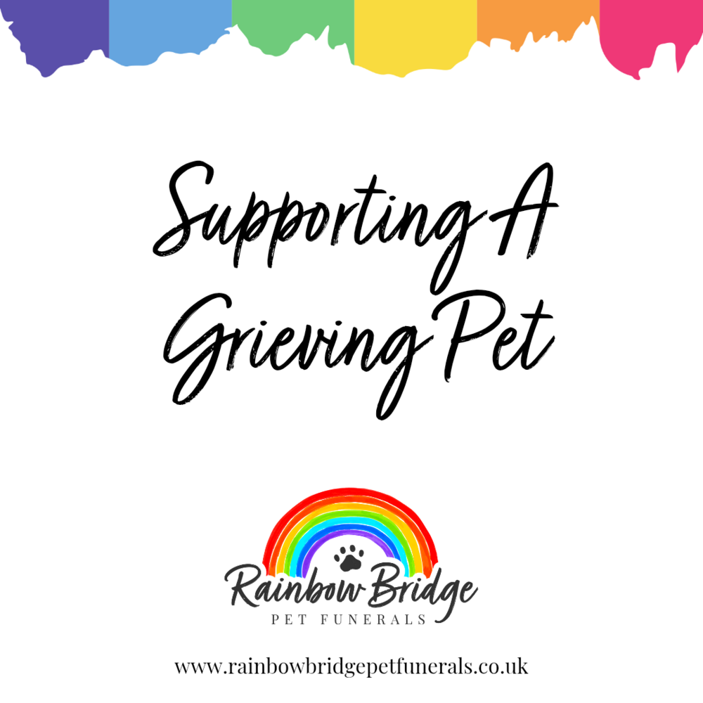 Supporting A Grieving Pet