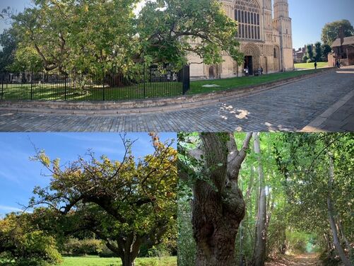 The Canterbury Trails 2026