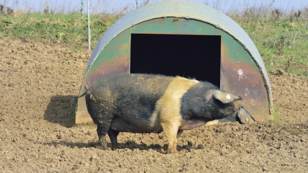 Refuges de jour pour animaux domestiques