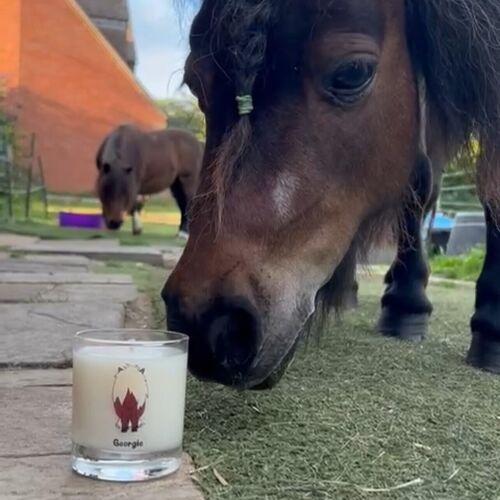 Dinky Pony Georgie
