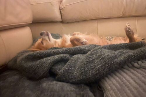 Lola