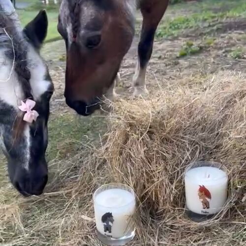 Dinky Pony Tinks