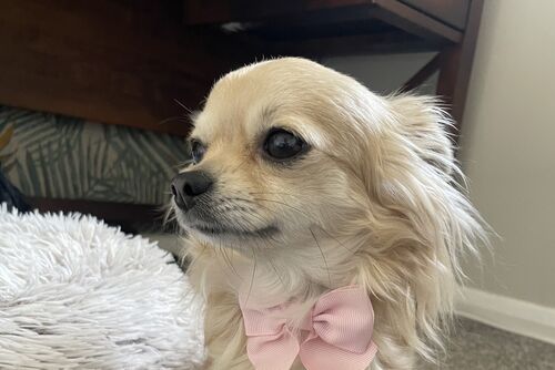 Poppy