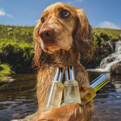 The Cocker Spaniel Car Spray