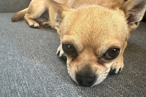 Sid