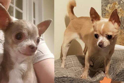 Coco and Louis