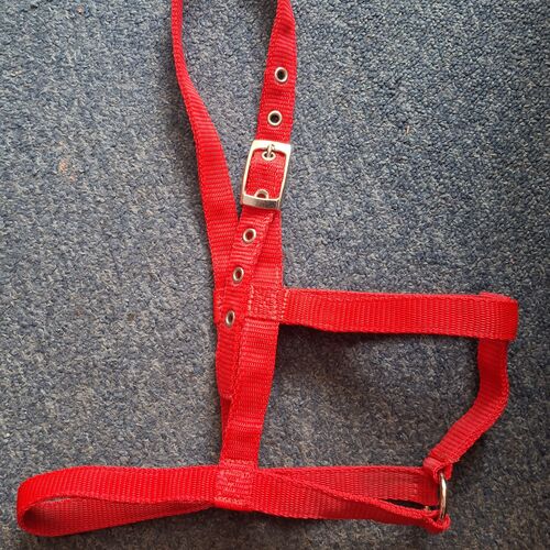 Underhalter - Pony