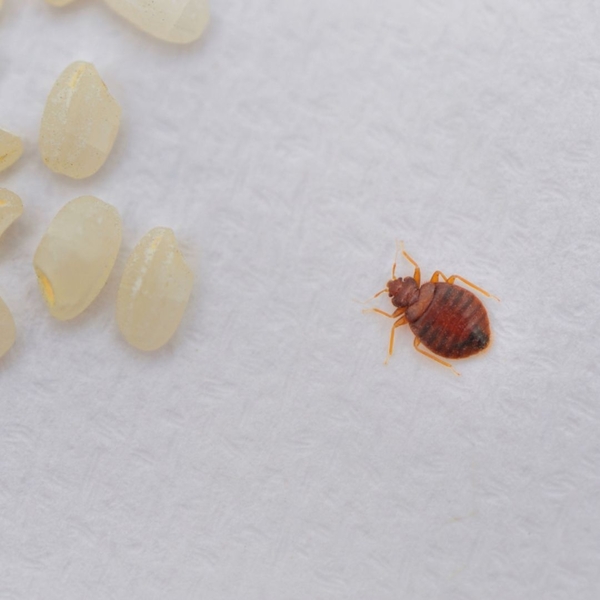Bed Bug Facts That Might Surprise You (and How to Protect Your Home) :