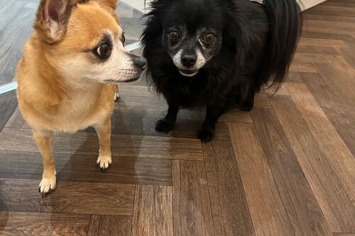 Rhett and Tromie