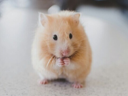 Extra Small Pet Cremation