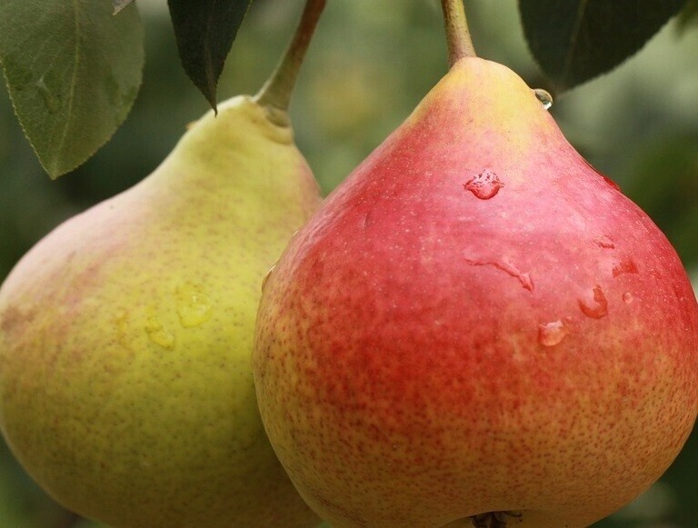 கொலஸ்ரறோலைக் குறைக்கும் 10 பழங்கள் இவை | 10 fruits help to reduce cholesterol