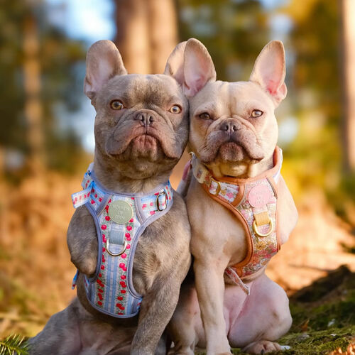 The French Bulldog Travel Spray