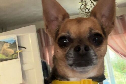 Lola