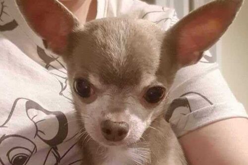 Coco and Louis