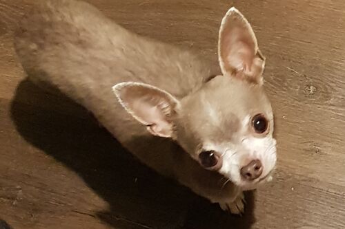 Coco and Louis