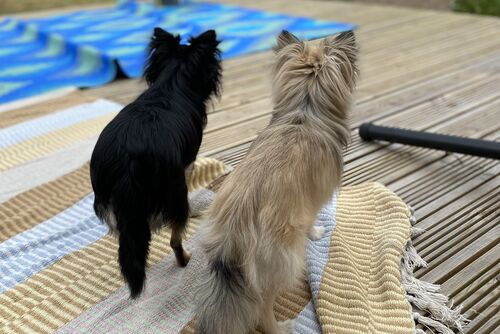 Bonnie and Basil