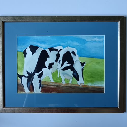 Three cows munching hay