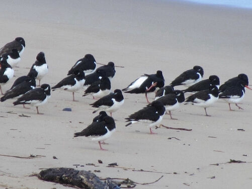 Caldey Island Pilgrimage Retreat, Wales 2026