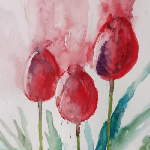Tulips