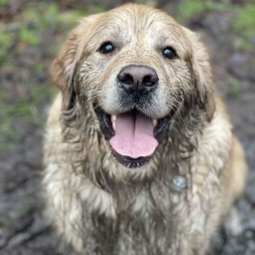 The Dog Breed Collection