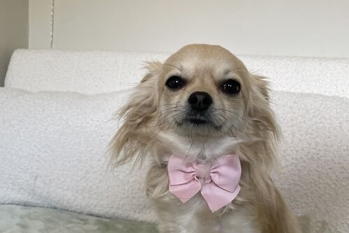 Poppy