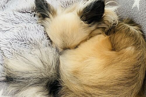 Bonnie and Basil