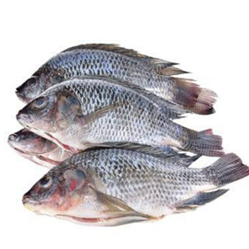 Tilapia Fish