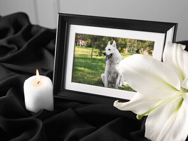 Pet Cremation