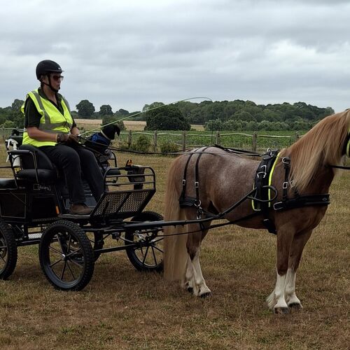 Tedex Harness Sets - New