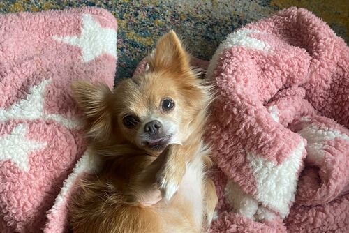 Lola