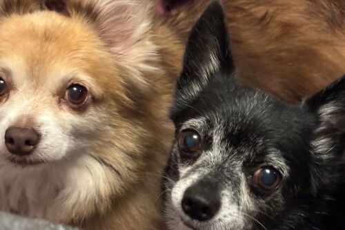 Cujo and Diego