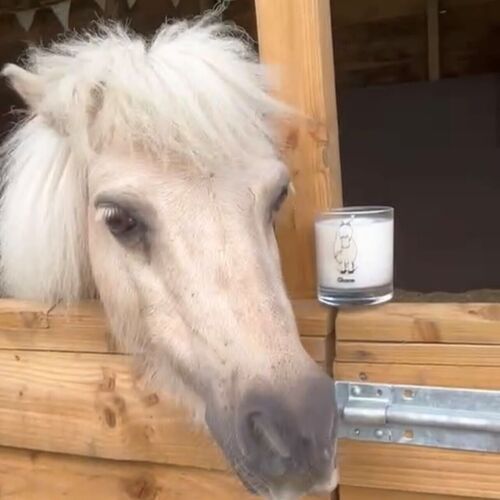 Dinky Pony Charm