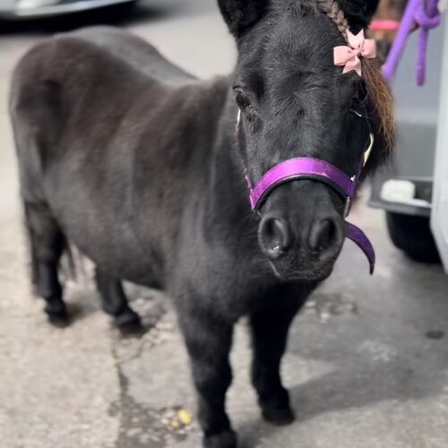 Dinky Pony Evie