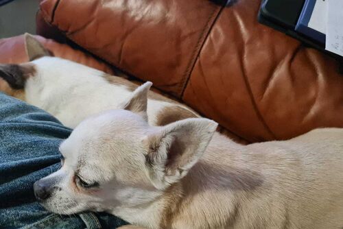 Pepsi and Poppy