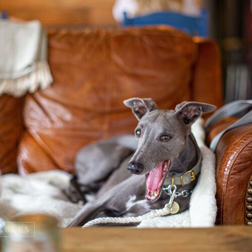 The Whippet Room/Upholstery Spray