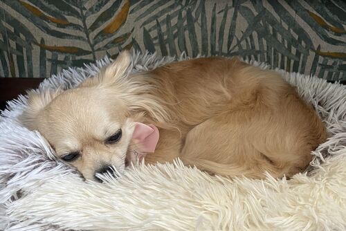 Poppy