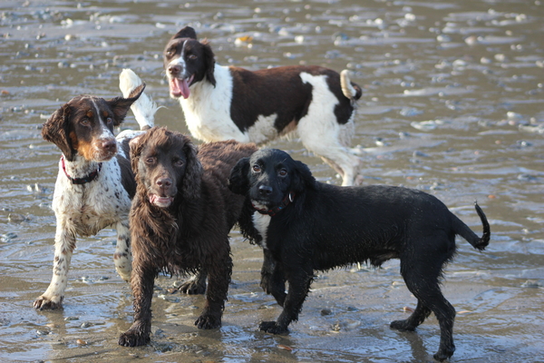 Dogs on Holiday