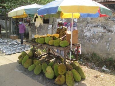 யாழ் பலாப்பழங்களுக்கு மவுசு!