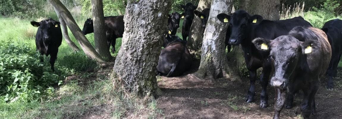 Wagyu Beef For Sale UK