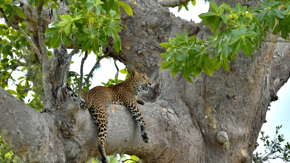 Sri Lanka