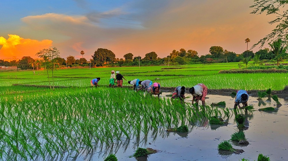பெரும்போக நெல் விவசாயிகளுக்கு அரச நன்கொடை