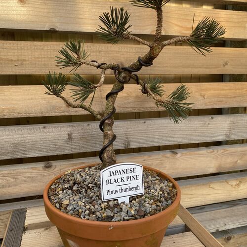 Bonsai Tree Tag