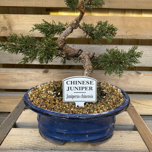 Bonsai Tree Tags / Labels Set of 5