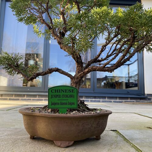 Bonsai Tree Tag